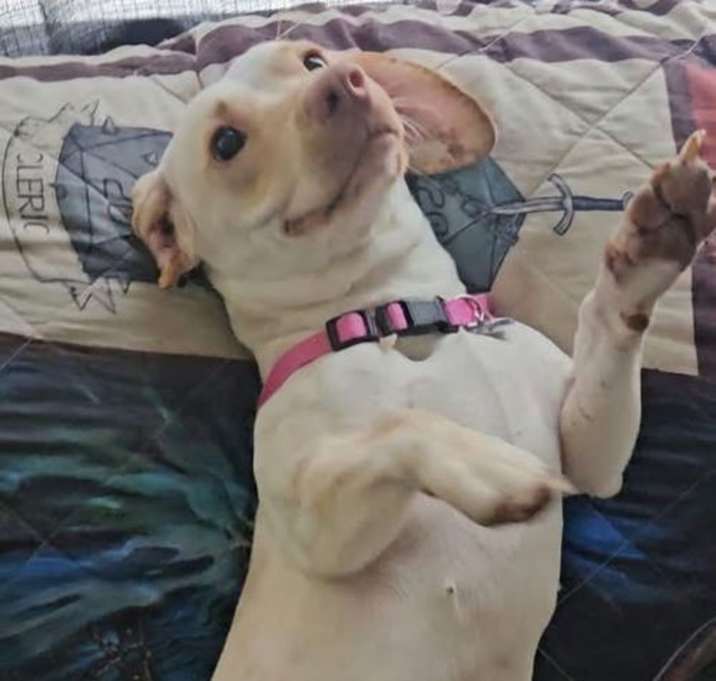 Photo of DRUT UTAH LADY