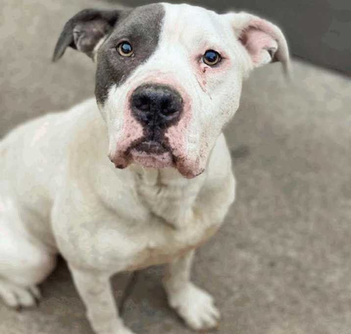 Photo of Tony (Soprano) D24136