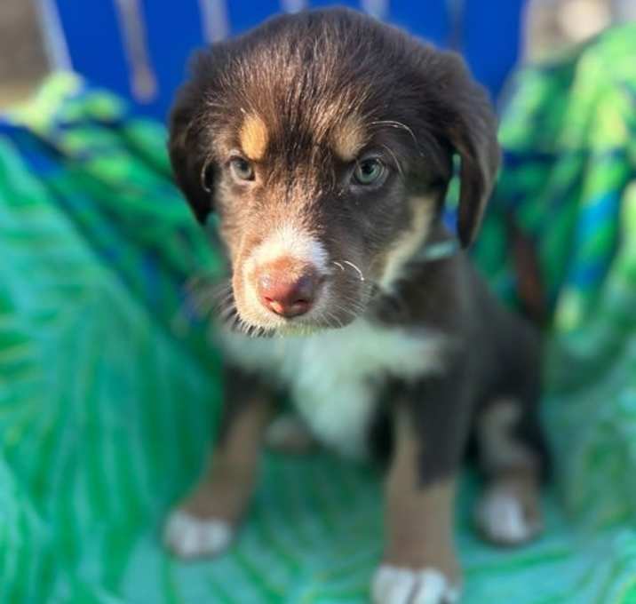 Photo of Hatch Oct 25 - A Zaire Pup