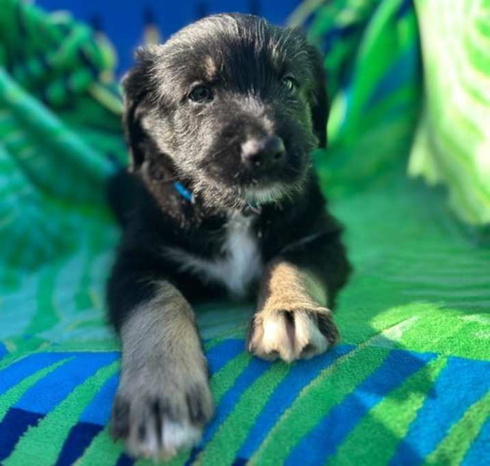 Photo of Chevy Oct 25 - A Zaire Pup