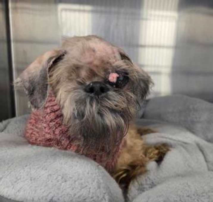 Photo of Champagne Dior