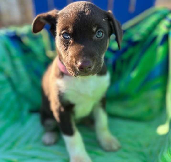 Photo of Harley Oct 25 - A Zaire Pup