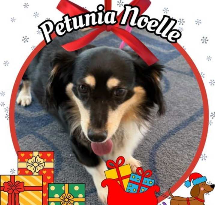 Photo of Petunia Noelle