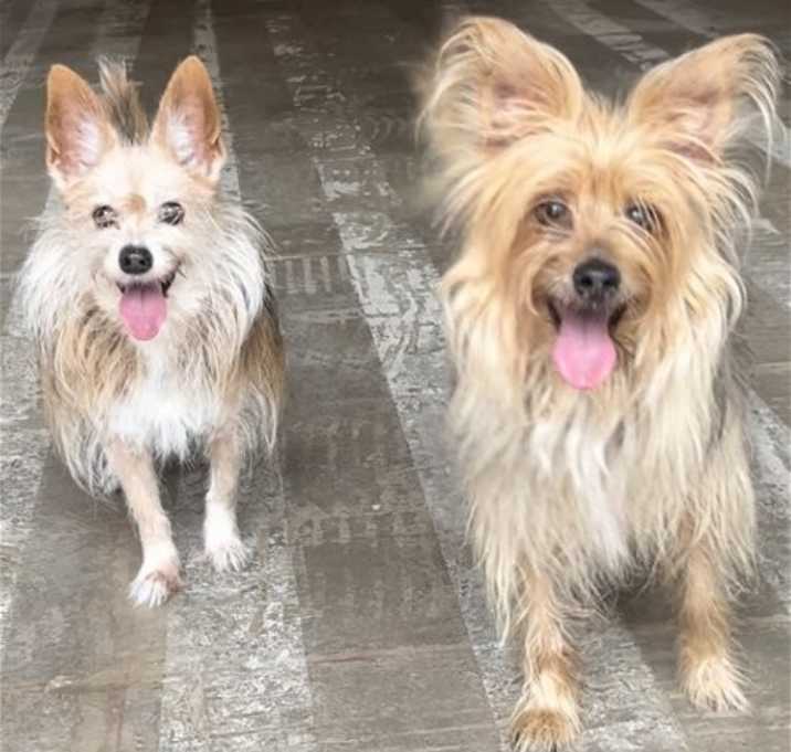 Photo of Rosie & Posie
