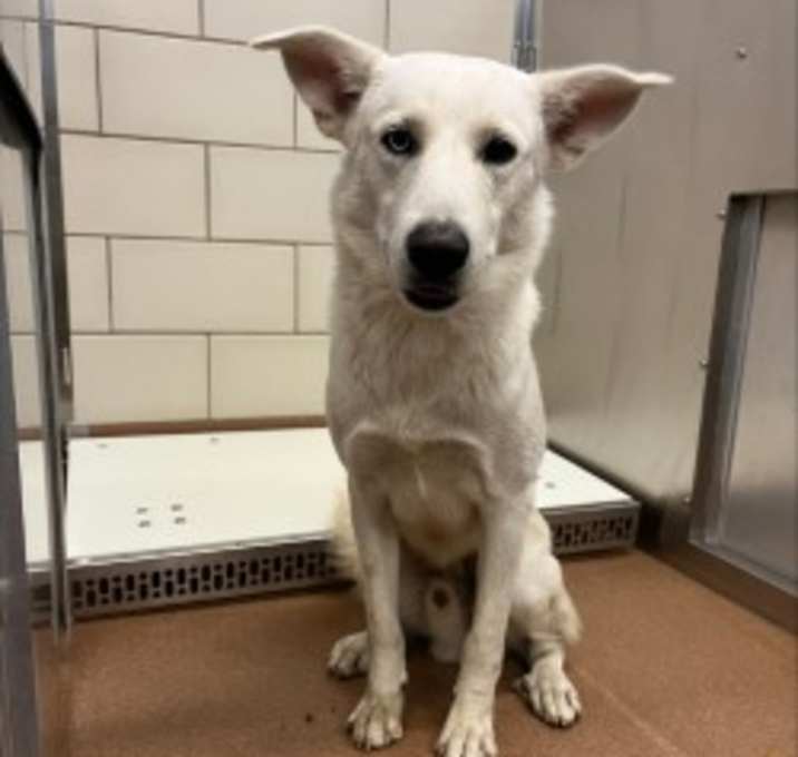 Photo of North Pole Noodle