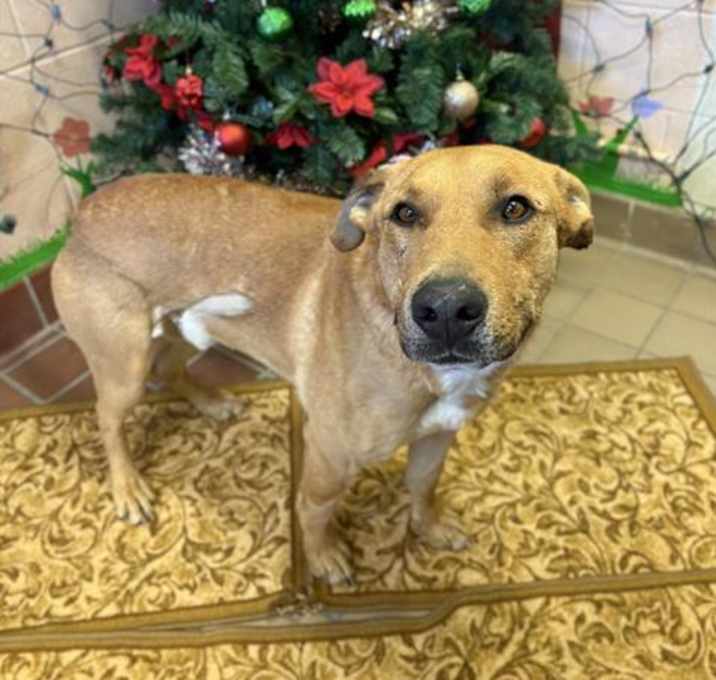 Photo of CHARLIE BROWN