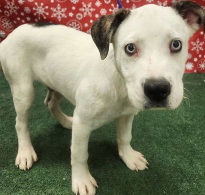 Photo of Solo OTRC 12/18/25