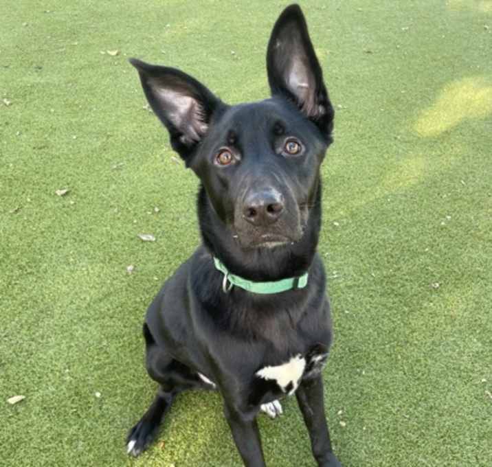 Photo of Lucky Charm