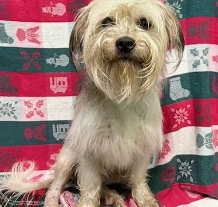 Photo of 251843  Oreo