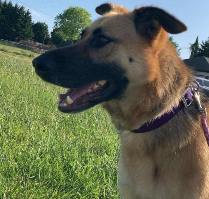 Photo of Novacaine (Courtesy Post)