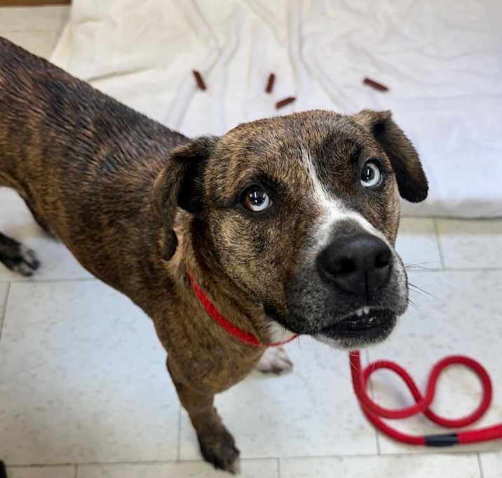 Photo of Lemongrass(Adoption Fee Sponsored)