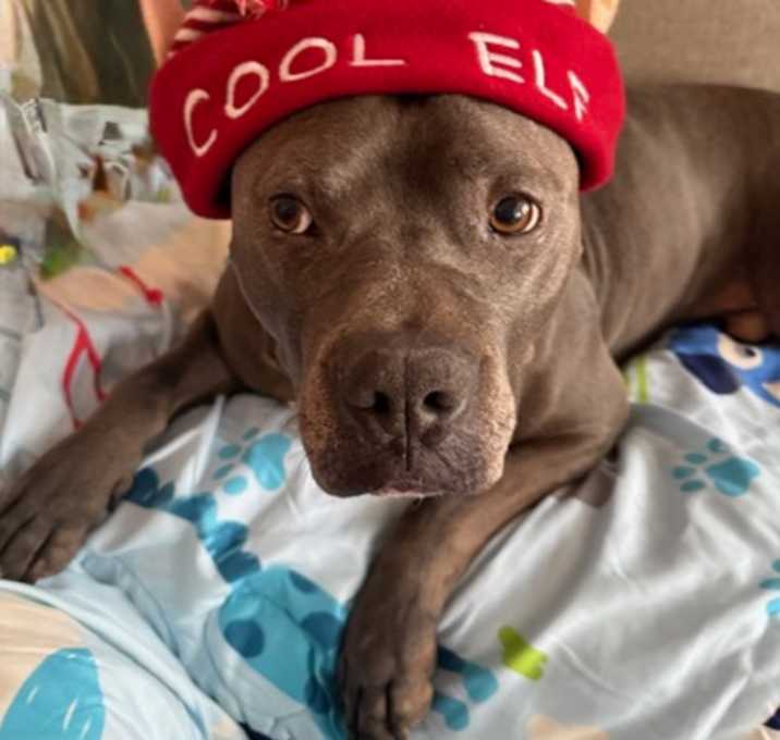 Photo of Whalebert (in foster)