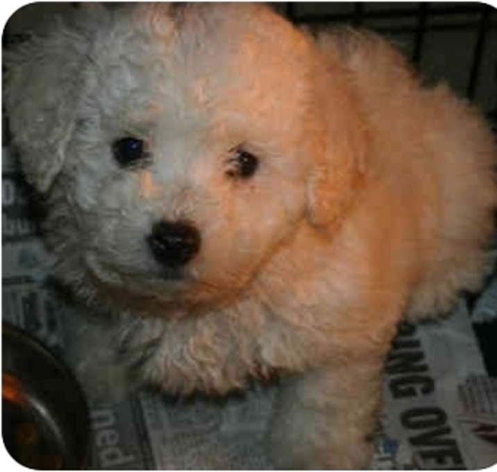 Photo of Fuzzy
