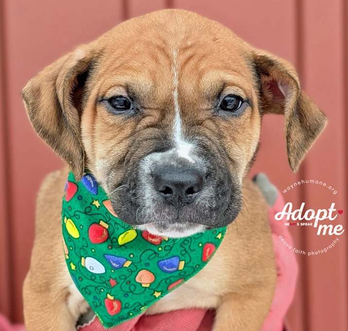 Photo of Candy/Cane/Holly/Joy