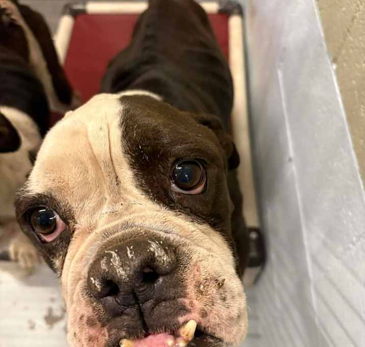 Photo of Goofball 25-12-063