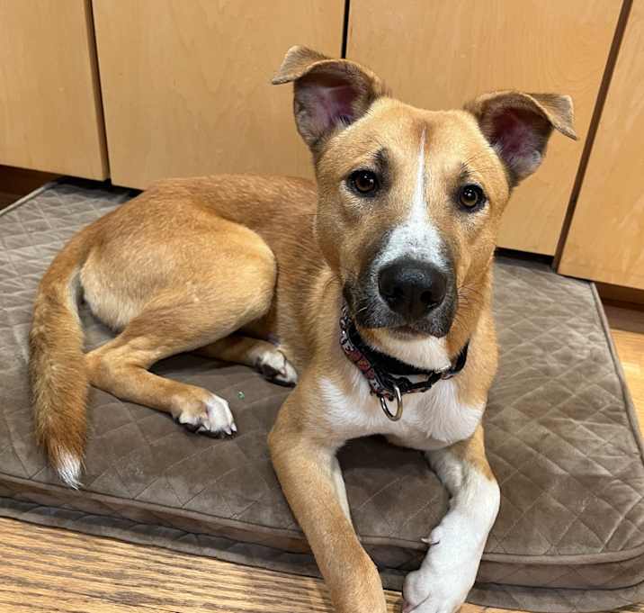 Photo of Macey *Adoption Pending*