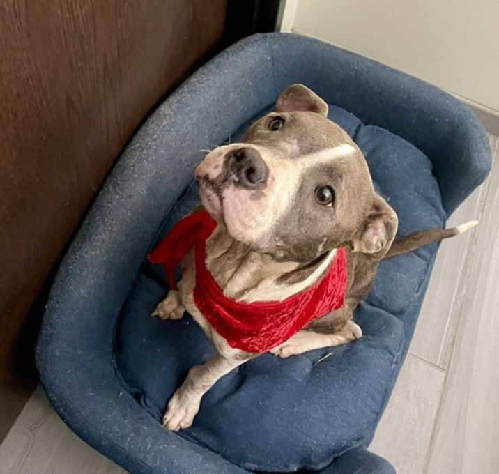 Photo of Blueberry Cider