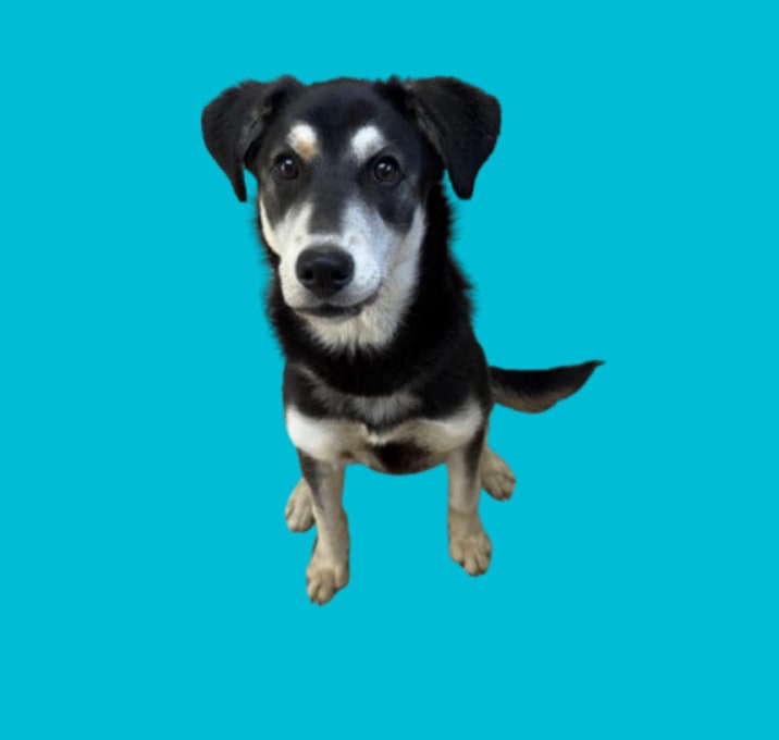 Photo of TUSC-Stray-82937