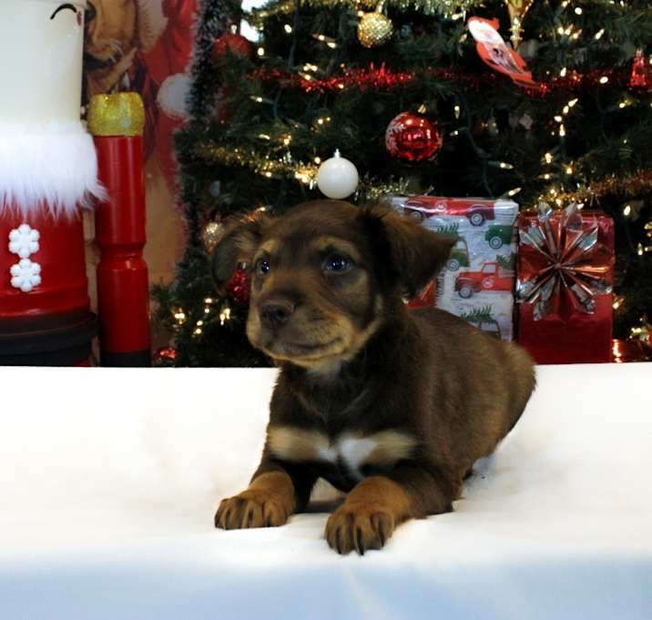 Photo of Agustus Maywho