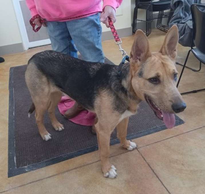 Photo of Sylvester (Sly)