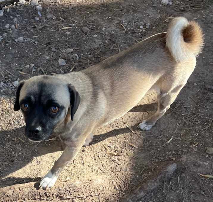 Photo of Gingerbread