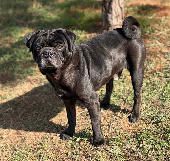 Photo of Rocket Man 25-12-030