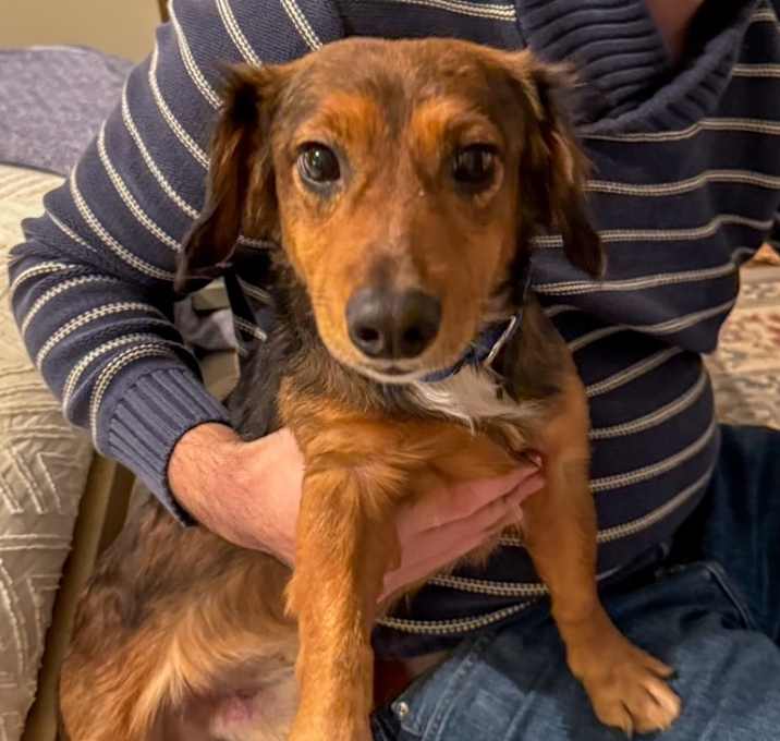 Photo of Buck *adoption pending*