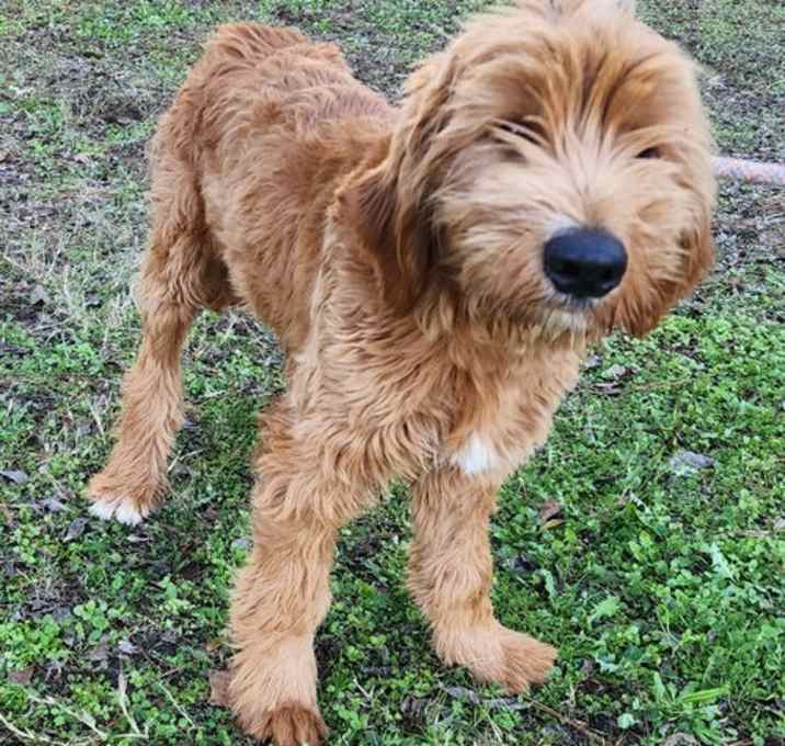 Photo of 251959  Chip