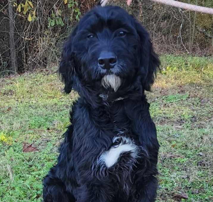 Photo of 251959  Chocco