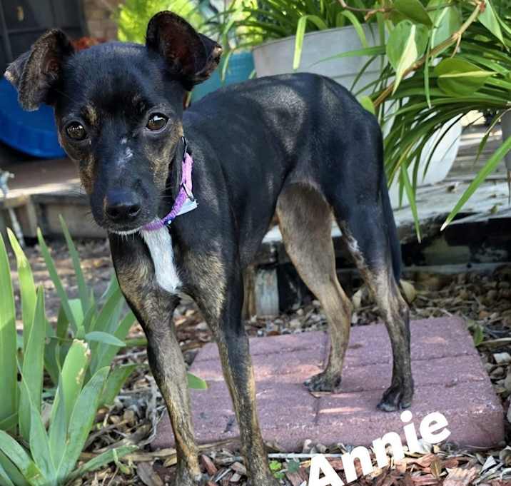 Photo of Annie