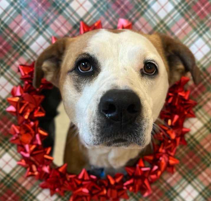 Photo of Belinda Carlisle