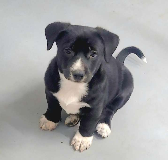 Photo of Luna (L Litter) *Adoption Pending*