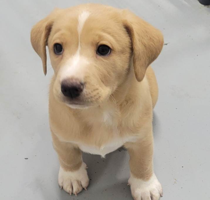 Photo of Libby (L Litter) *adoption pending*