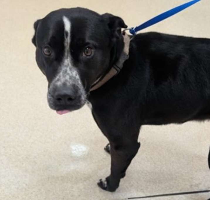 Photo of STRAY-1215-02