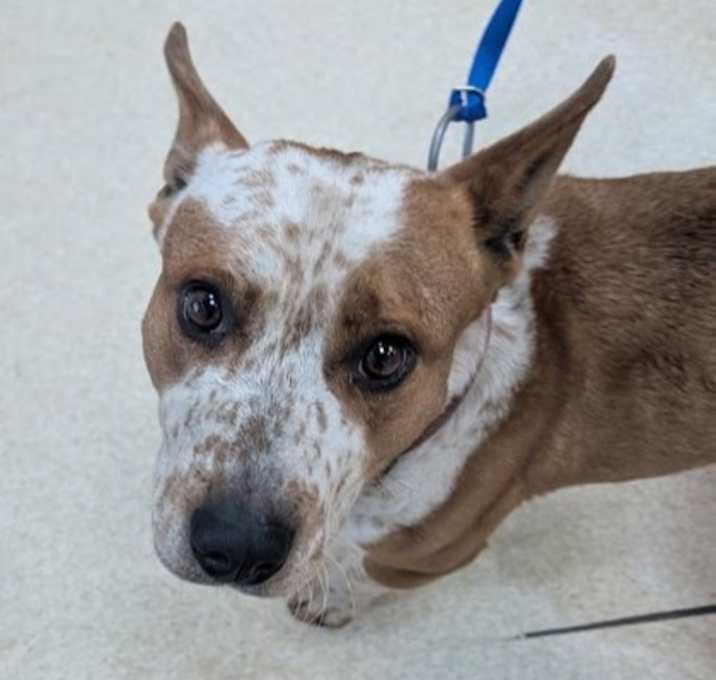 Photo of STRAY-1215-01