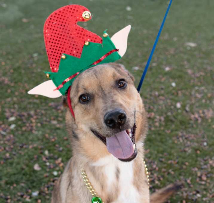 Photo of Tigger King (no relation)