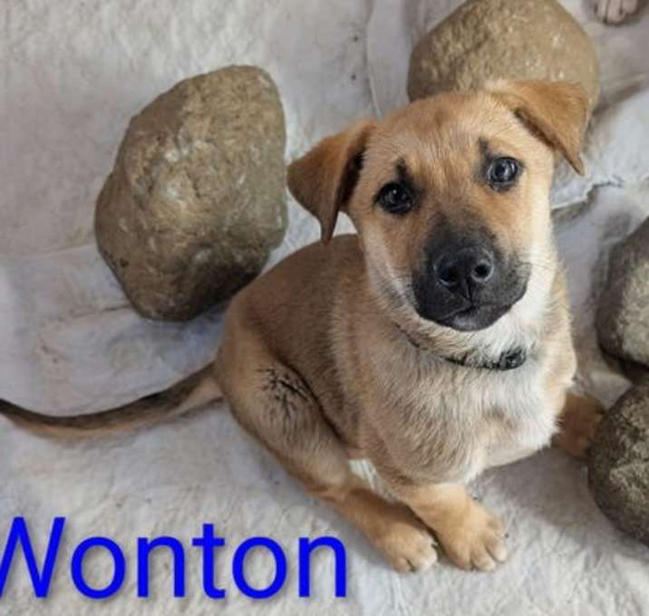 Photo of Wonton