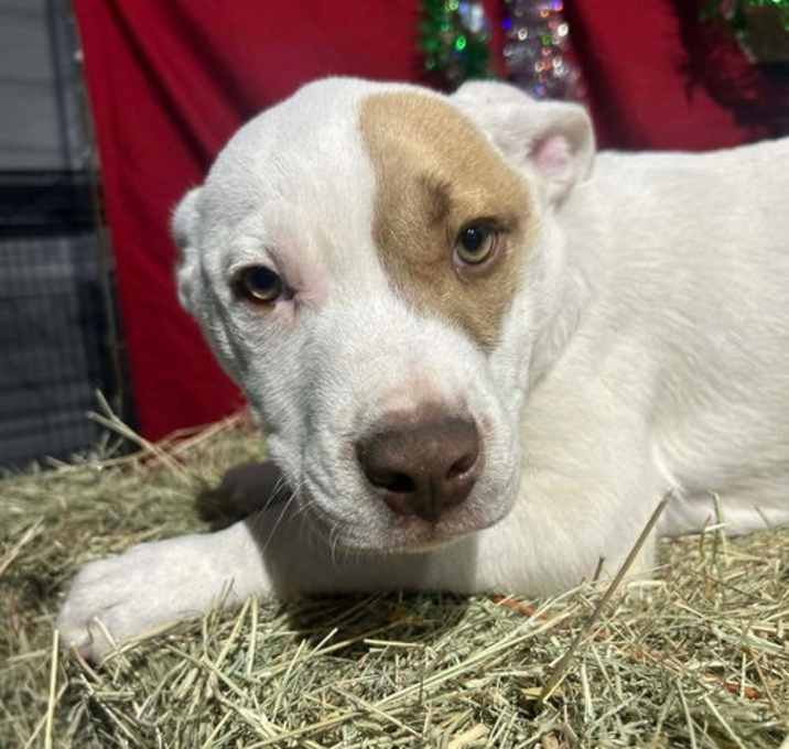 Photo of Patchy Pete