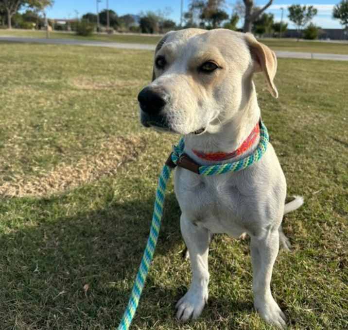 Photo of Bingo Sparkles