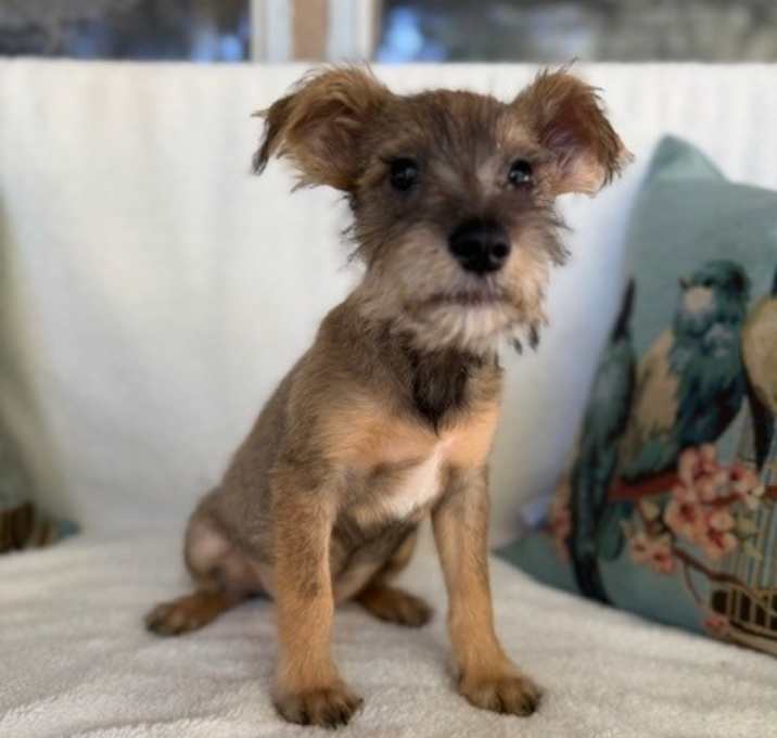 Photo of Couch Crumb