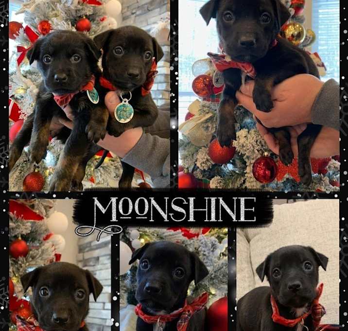Photo of Moonshine