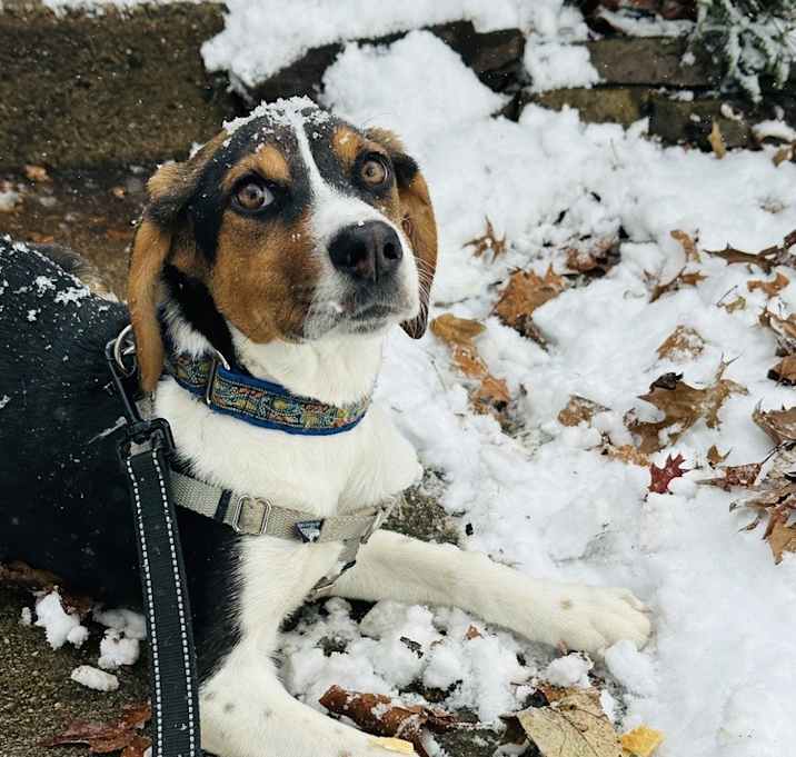 Photo of Gingerbread