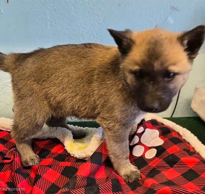 Photo of GINGERBREAD