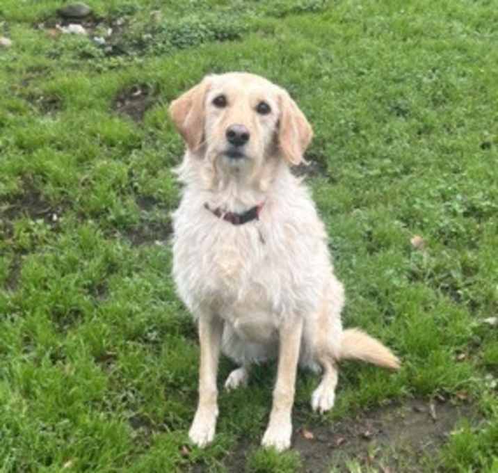 Photo of Labradoodle