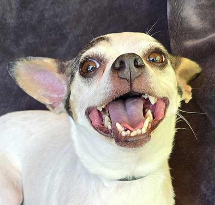 Photo of Dynamic Lil Ms Digit ~ Ridiculously Charming Ratti