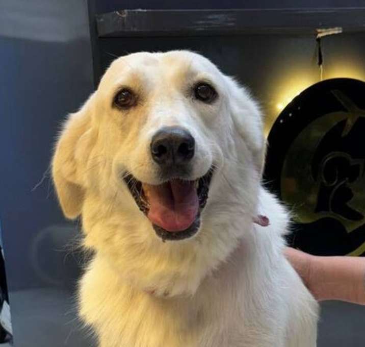 Photo of Snow (local) sm