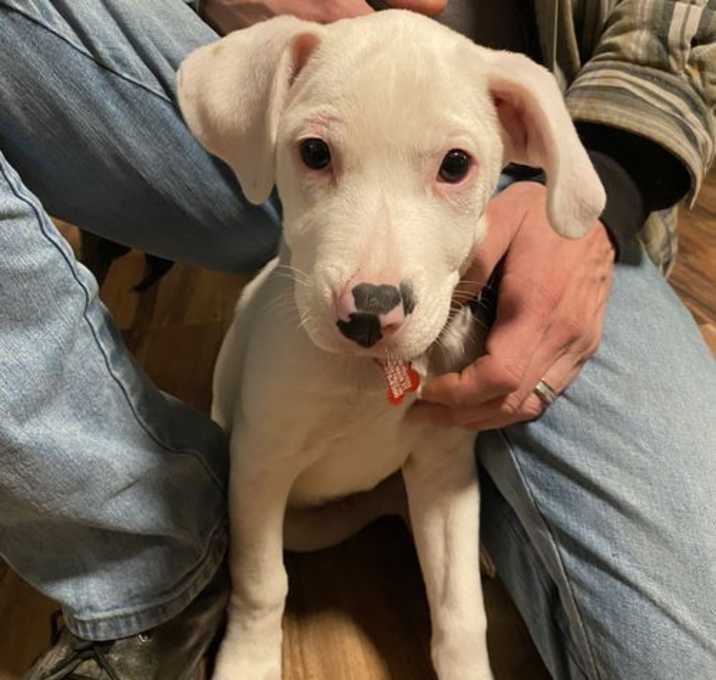 Photo of (DEAF) Puppy DayDream aka 'Spot'-PENDING