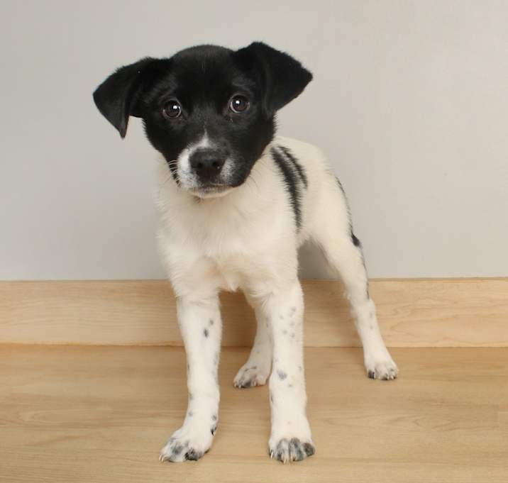 Photo of Dreamsicle D67058