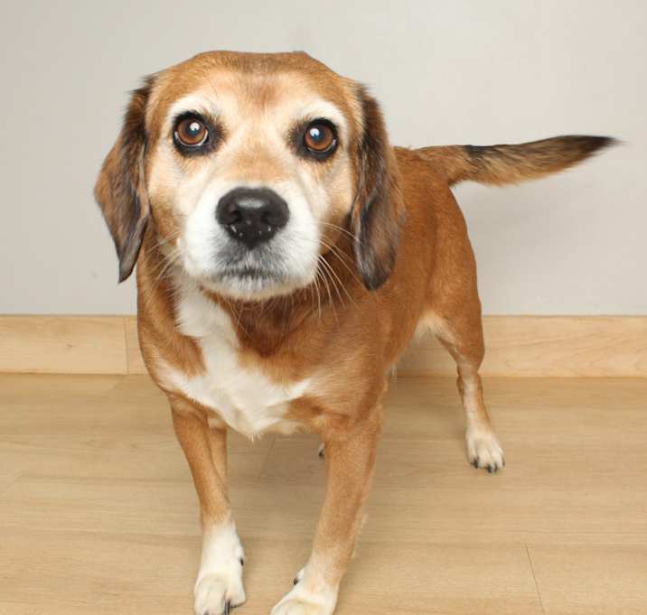 Photo of Snoopy D67244