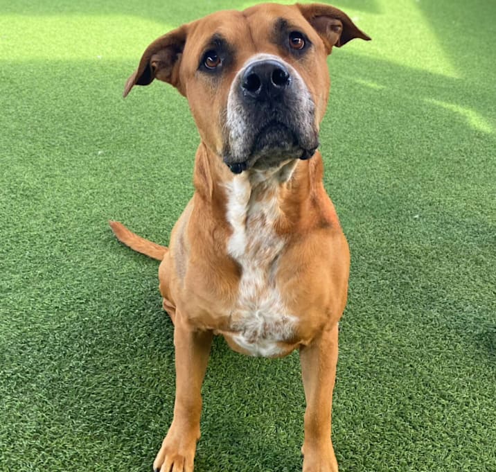 Photo of Chloe AKA Merkava